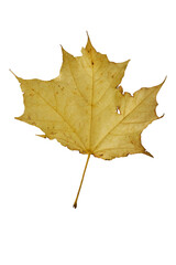 Yellow maple leaf as an autumn symbol. Isolated on white.
