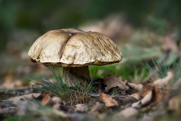 Pilz 