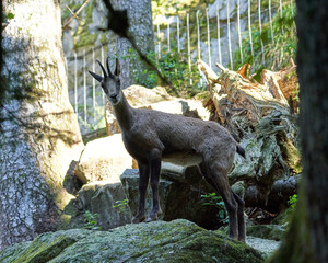Mountain goat in the sauvage wild