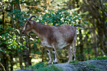 Mountain goat in the sauvage wild