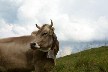 Kühe auf der Almweide