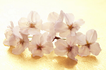 Fototapeta premium 桜