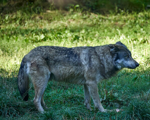 Fototapeta premium Wolf in the sauvage wild