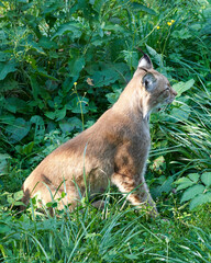 Lynx n the sauvage wild