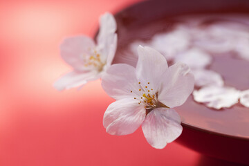 Fototapeta premium 桜の花びらと杯