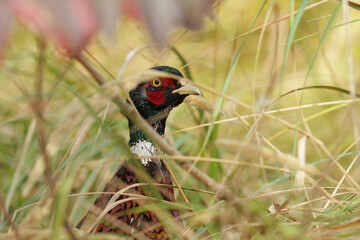 red winged blackbird