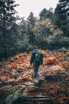 Man walking between a pine forest with backpack