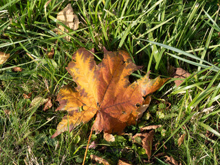 Maple leaf lies on green grass