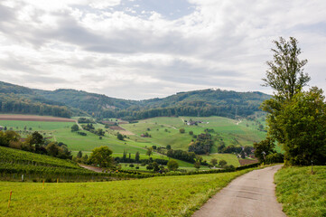 Muttenz, Rebberg, Weinberg, Rebstock, Weinrebe, Rebe, Vitis vinifera, Herbst, Herbstwanderung, Weinernte, Wein, Baselland, Wartenberg, Schweiz