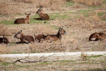 Animals in the sauvage wild