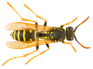 Yellow striped Paper wasp Polistes nimpha isolated on white background, dorsal view of eusocial...