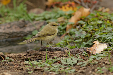 robin on a branch