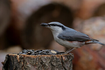 great spotted woodpecker on a branch