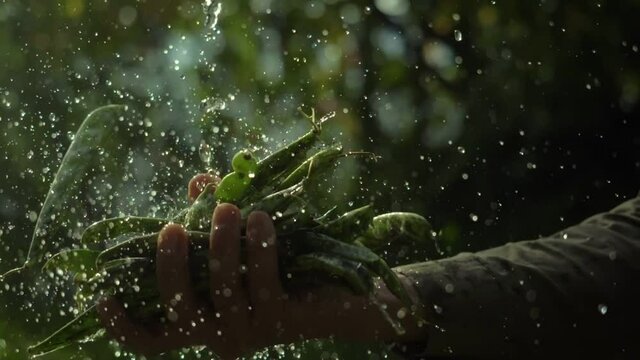 farmer washing freshly picked green beans outdoor. organic farming and small local produce concept. authentic beautiful video, fresh crops in farmer hands