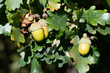 Macro shot of acorns on an oak tree