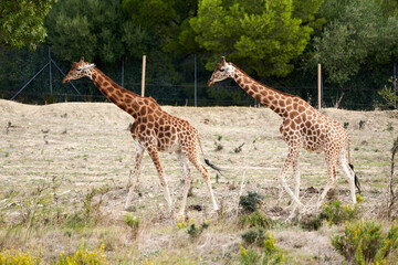 Giraffe in the sauvage wild