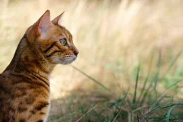 Portrait of a cat in profile.