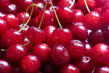 Close up of fresh red cherries with water drops 