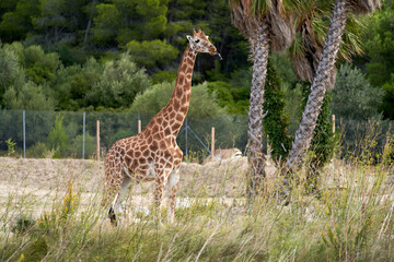 Giraffe in the sauvage wild