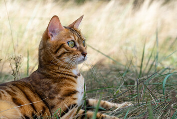 The cat lies on the grass.