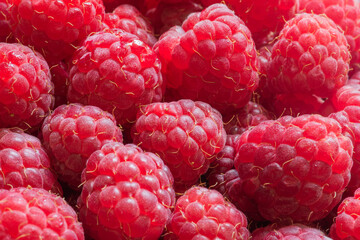 Delicious red raspberries. Summer berries. Ripe raspberry fruits macro. Natural background. Selective focus. Fruit background. Harvest concept of summer and berries. Vegan, vegetarian.