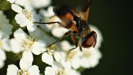 fly on a flower
