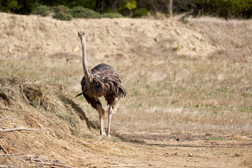 Ostrich in the sauvage wild