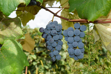 Fototapeta premium Concord Grapes in Vineyard for Wine and Juice Flavorful Green & Purple Organic Fruit on the Vine Jam & Jelly