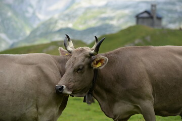 Kühe auf der Almweide