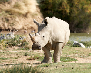 Obraz premium Rinho in the sauvage wild