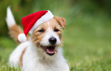 Happy cute jack russell terrier christmas santa pet dog puppy smiling in the grass. Holiday card background with copy space.