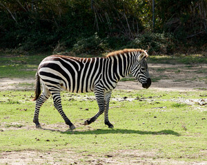Fototapeta na wymiar Zebras in the sauvage wild