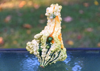 Unique shape of a white, green and orange mini gourd