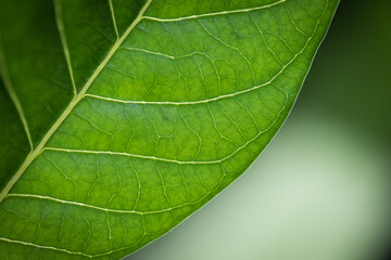 Close up of green leaves
