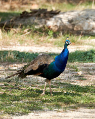 Fototapeta premium Peacock in the sauvage wild