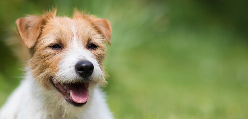 Smiling face of a cute happy jack russell terrier funny pet dog puppy, web banner