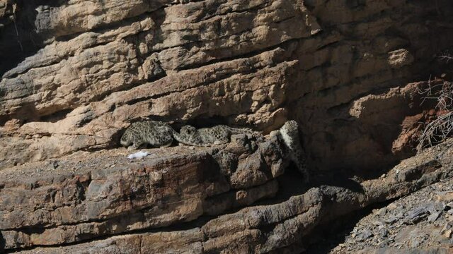 Snow leopard cubs  near Kibber, Spiti valley of Himachal Pradesh, India