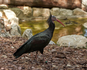 Ibis eremita in the sauvage wild