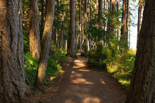 A beautiful closeup view of wooden log fences alongside hiking trails offering beach access surrounded by uncultivated land at the parc provincial de Rathtrevor Beach