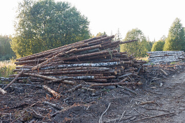 Logs on the sawmill.