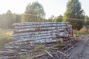 Logs on the sawmill.