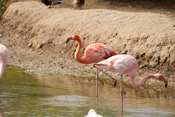 Flemish in the sauvage wild