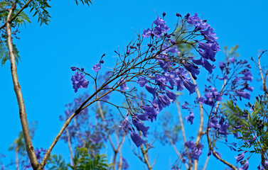 Blue jacaranda flowers (Jacaranda mimosifolia)