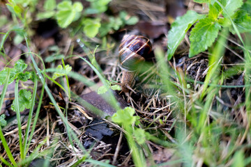 snail in the grass