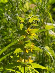 wildflower in grass