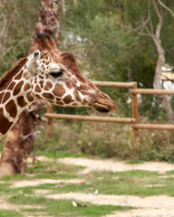 Giraffe in the sauvage wild