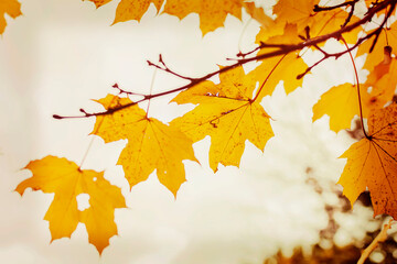 Yellow maple leaves in autumn season with gloomy background. Golden foliage in the autumn park. Autumn leaves background.