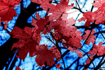 Dark crimson maple leaves in autumn season with blue blurred background. Colorful bright red foliage in the autumn park. Autumn leaves background.