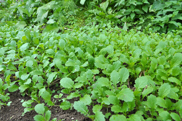 Mustard sprouts grown for organic green fertilizer