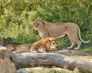 Fototapeta na wymiar Lions in the sauvage wild